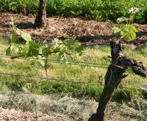 Château La Gramondie Vignoble Côtes de Castillon 33 classée AOC Jean Daniel Galineau Vente en directe, vins rouge, blanc, rosé (5)